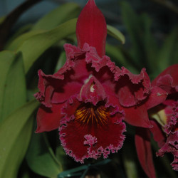 RHYNCHOLAELIOCATTLEYA CHIA LIN NEW CITY