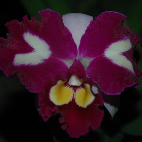 RHYNCHOLAELIOCATTLEYA CHINESE BEAUTY