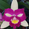 RHYNCHOLAELIOCATTLEYA CHYONG GUU LINNET SMILE