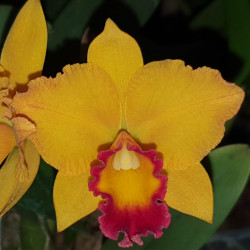 RHYNCHOLAELIOCATTLEYA KAT E-SUN