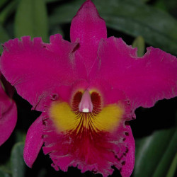 RHYNCHOLAELIOCATTLEYA KING OF TAIWAN