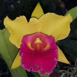 RHYNCHOLAELIOCATTLEYA LIU'S JOYANCE GOLDEN PIN