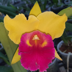 RHYNCHOLAELIOCATTLEYA LIU'S JOYANCE ZHONG BU NO. 3