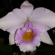 CATTLEYA MEMORIA ALBERT WEINZEL SCHROEDERAE X ALAORI