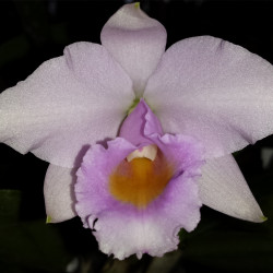 CATTLEYA MEMORIA ALBERT WEINZEL SCHROEDERAE X ALAORI