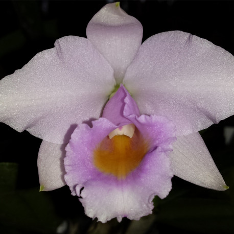 CATTLEYA MEMORIA ALBERT WEINZEL SCHROEDERAE X ALAORI