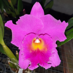 RHYNCHOLAELIOCATTLEYA PINK EMPRESS JU-SHEN