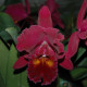 RHYNCHOLAELIOCATTLEYA SANYUNG RUBY GUAN LONG