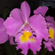 RHYNCHOLAELIOCATTLEYA TRIUMPHAL CORONATION SETO