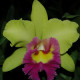 RHYNCHOLAELIOCATTLEYA YOUNG KONG SUN 16