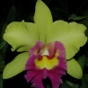 RHYNCHOLAELIOCATTLEYA YOUNG KONG SUN 16