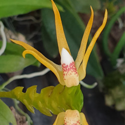 TRIXPERMUM CENTIPEDA