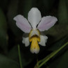 VANDA TERES