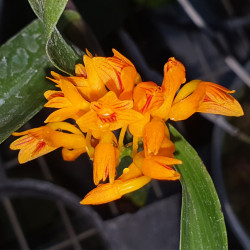 DENDROBIUM GOLDSMITHIANUM