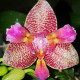 PHALAENOPSIS JOY FAIRY TALE