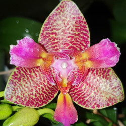 PHALAENOPSIS JOY FAIRY TALE