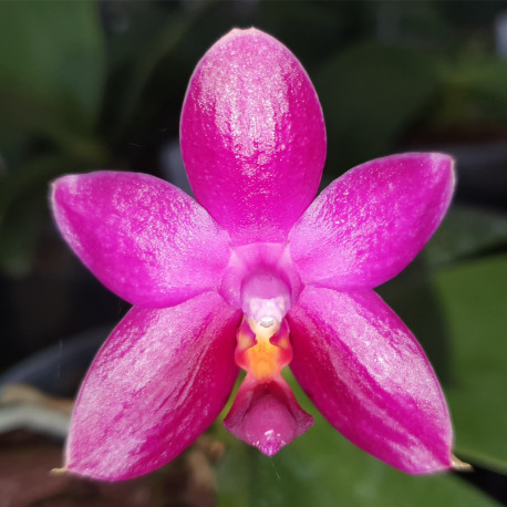 PHALAENOPSIS ENCARNADA DE CASO X BELLINA PONKAN