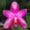 PHALAENOPSIS ENCARNADA DE CASO X BELLINA PONKAN