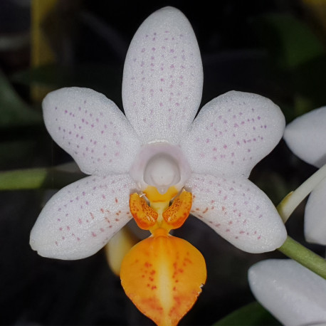 PHALAENOPSIS MINI MARK MARIA TERESA