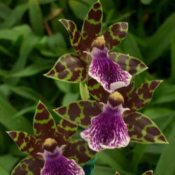 ZYGOPETALUM EVERSPRING X ARTHUR ELLEN