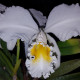 CATTLEYA MOSSIAE ALBA