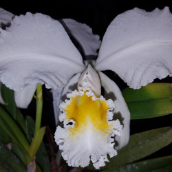CATTLEYA MOSSIAE ALBA