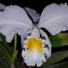 CATTLEYA MOSSIAE ALBA