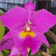 BRASSOLAELIOCATTLEYA KING OF TAIWAN X ANNA FERMONT