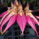 BULBOPHYLLUM BICOLOR X ELISABETH ANN