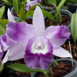 CATTLEYA CARIAD'S MINI QUINNE ANGEL KISS