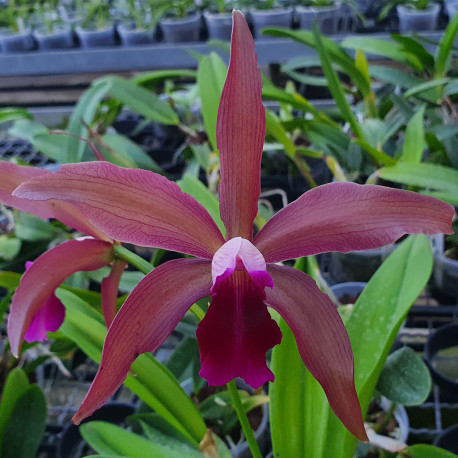 CATTLEYA ZUMBO GRANULOSA X LAELIA RENEBROSA MIDNIGHT