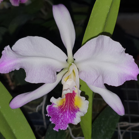 CATTLEYA MONTREAUX HAROLD X LUEDDEMANIANA