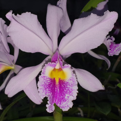 CATTLEYA SIR WALTER SCOTT