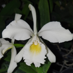 CATTLEYA WARNERII ALBA