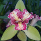 CYMBIDIUM GREEN VALLEY EMERALD THREE LIP