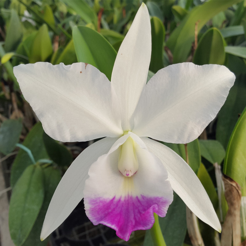 CATTLEYA ORO VERDE AZUL - Azienda Agricola Nardotto e Capello