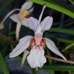 HOLCOGLOSSUM LINGUATUM X WANGII