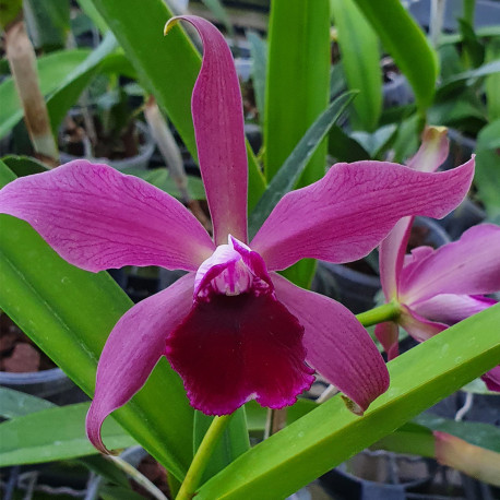 LAELIA TENEBROSA MIDNIGHT X TIGRINA ESCURA