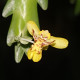 LOCKARTIA GOYAZENSIS