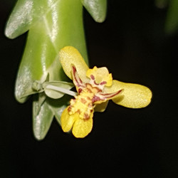 LOCKARTIA GOYAZENSIS