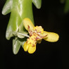 LOCKARTIA GOYAZENSIS