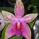 PHALAENOPSIS AMBOTRANA X BELLINA
