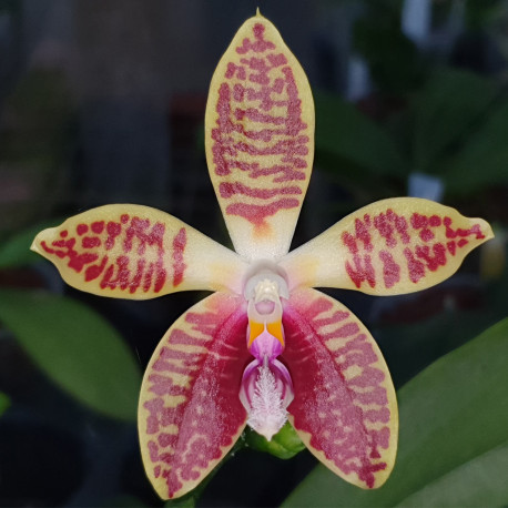 PHALAENOPSIS CORNINGIANA DARK