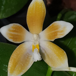 PHALAENOPSIS SPECIOSA COFFEE X COFFEE YELLOW