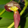 PLEUROTHALLIS SP ECUADOR