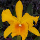 RHYNCHOLAELIOCATTLEYA HAW YUAN GOLD RLC LEMON TREE X RLC TASSIE BARBERO