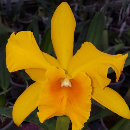 RHYNCHOLAELIOCATTLEYA HAW YUAN GOLD