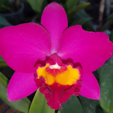 RHYNCHOLAELIOCATTLEYA HSINYING DREAM VIOLET QUEEN