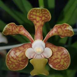 VANDA BRUNNEA