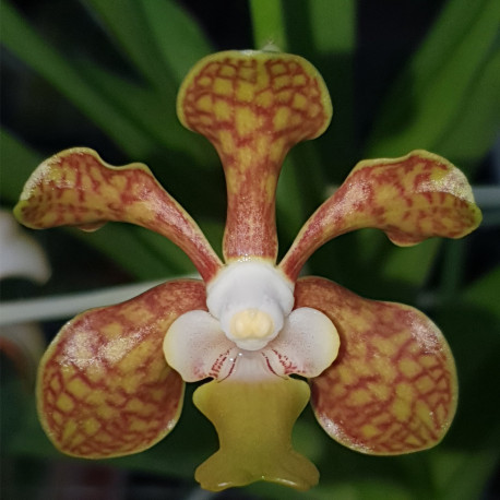 VANDA BRUNNEA